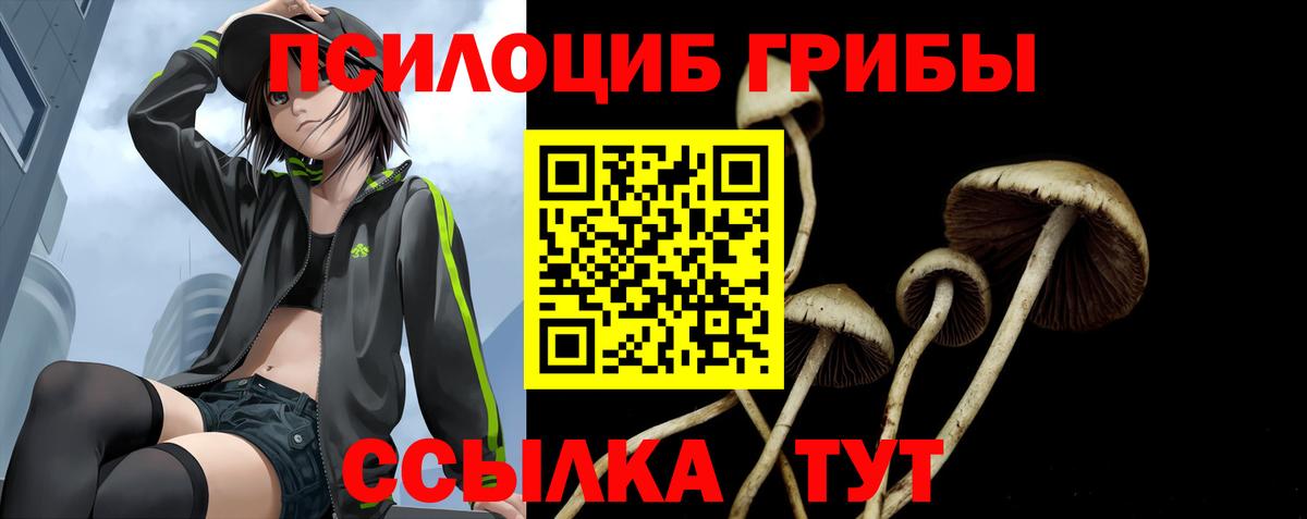 Галлюциногенные грибы Psilocybine cubensis Сальск